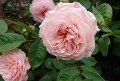 Rosa 'Souvenir de la Malmaisson